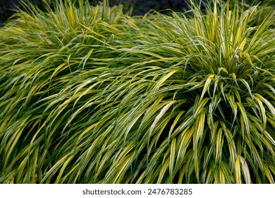 亿万28官网:探索在线娱乐平台的无限可能性与乐趣