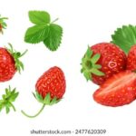 365天不间断直播:精彩内容全年无休 pn6rlykgp